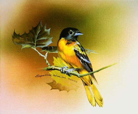Framed Baltimore Oriole Print