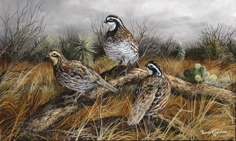 Framed Bobwhite Trio 2 Print