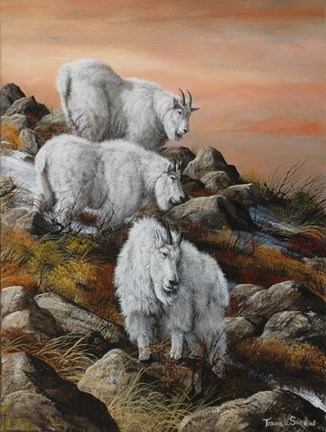 Framed High Country Sunset Print