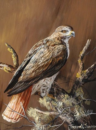 Framed Ponderosa Hunter Print