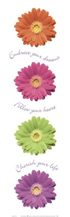 Framed Gerbera Daisies Print
