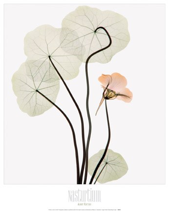 Framed Nasturium Print