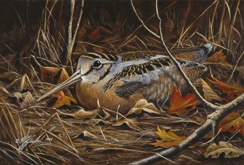 Framed Woodcock In Hiding Print
