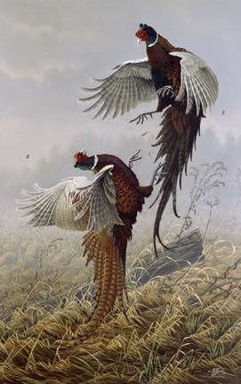 Framed Ringneck Rivalry Print