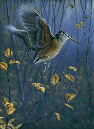 Framed Woodcock On The Wing Print