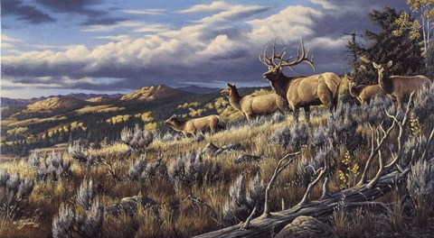 Framed King Of The Hill - Elk Print