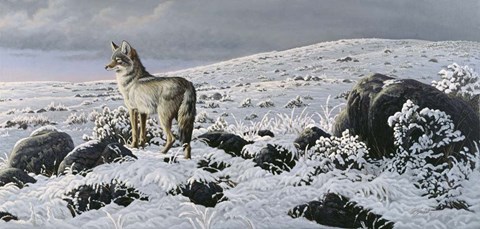 Framed Open Country - Coyote Print