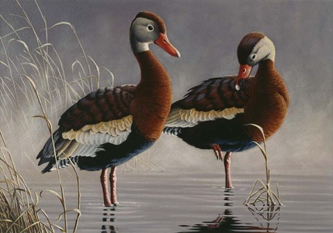 Framed 1989 Black Bellied Whistling Duck Print
