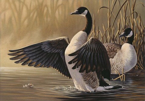 Framed 1994 Canada Geese Print