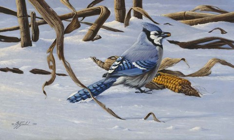 Framed Bluejay Print