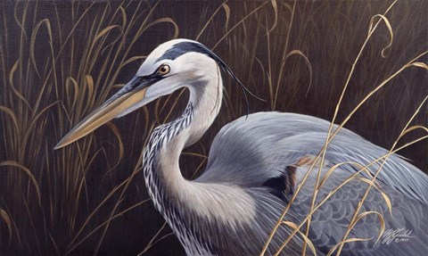 Framed Great Blue Heron Print