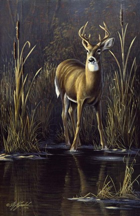 Framed Whitetail Buck Print