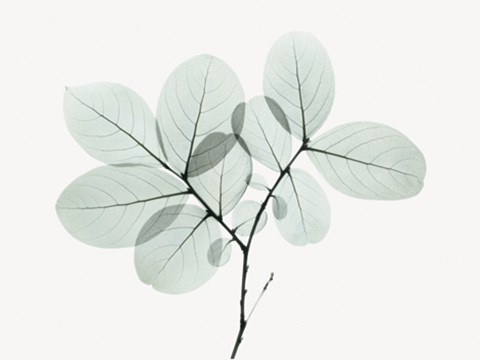 Framed Myrtle Tree Print