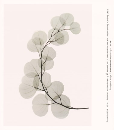 Framed Eucalyptus Print