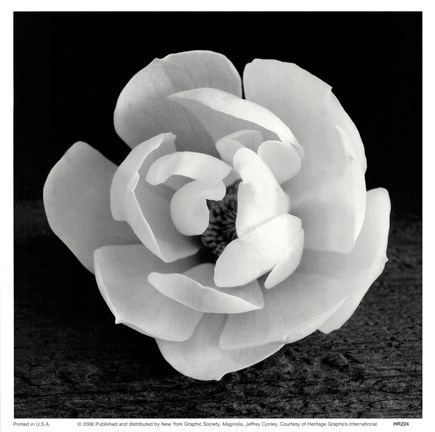 Framed Magnolia Print