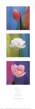 Framed Floral Canvas Print