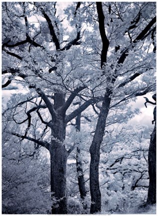 Framed Illumination I Print