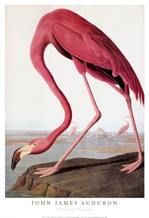 Framed American Flamingo Print