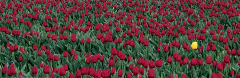 Framed NIAP Daybreak Print