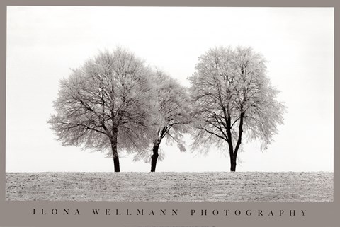 Framed Three Trees Print
