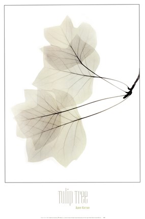 Framed Tulip Tree Print