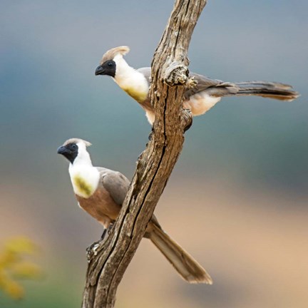 Framed Bare-Faced Go-Away-Birds Tarangire National Park, Tanzania Print