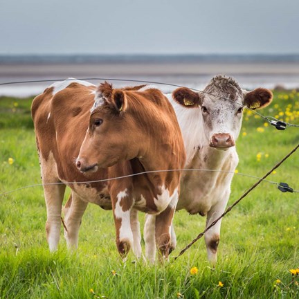 Framed Cows Grazing, Iceland Print