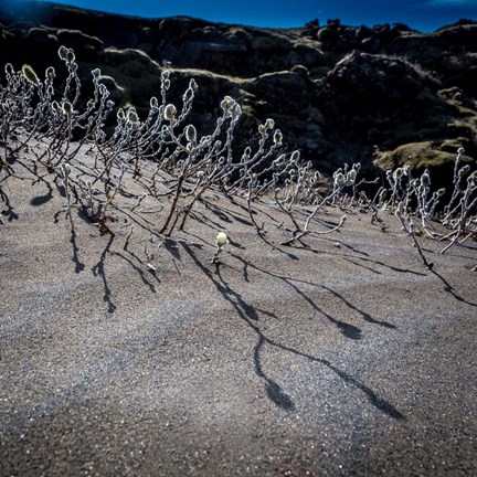 Framed Woolly Willow, Iceland Print