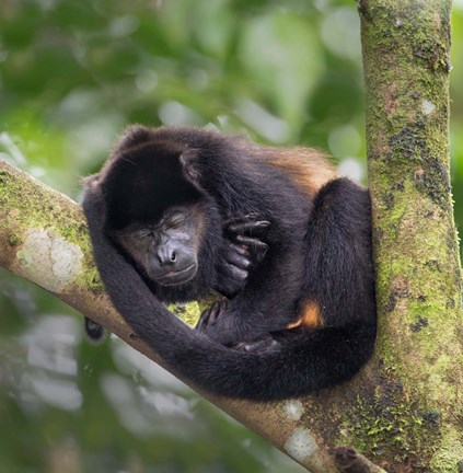 Framed Black Howler Monkey, Sarapiqui, Costa Rica Print