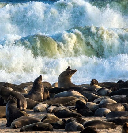 Framed Cape Fur Seals, Cape Cross, Namibia Print