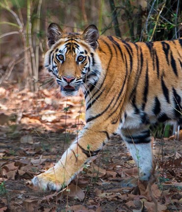 Framed Bengal Tiger, Bandhavgarh National Park, India Print