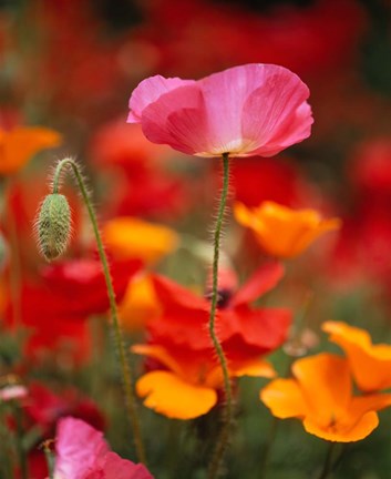 Framed Iceland Poppies, Fidalgo Island, Washington State Print