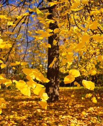 Framed Yellow Tree Leaves, Stuttgart, Germany Print