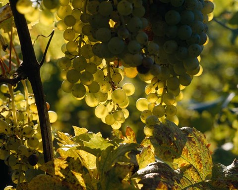 Framed Grape Vines hanging from Trees Print