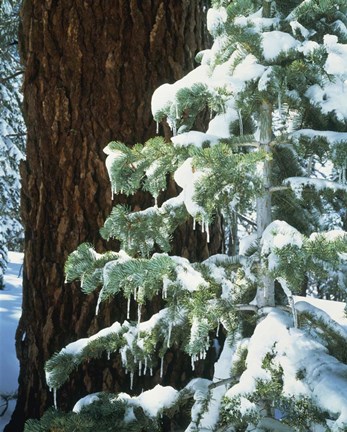 Framed Sierra Nevada Mts., CA Print