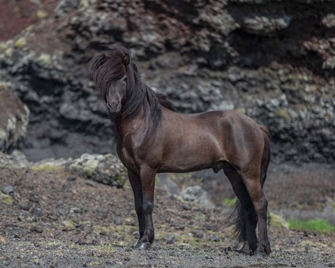 Framed Icelandic Black Stallion, Iceland Print