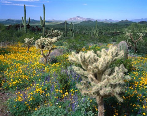 Framed Arizona, Organ Pipe Cactus National Monument Print