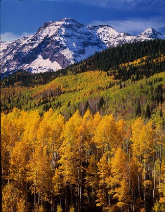 Framed Uncompahgre National Forest, CO Print