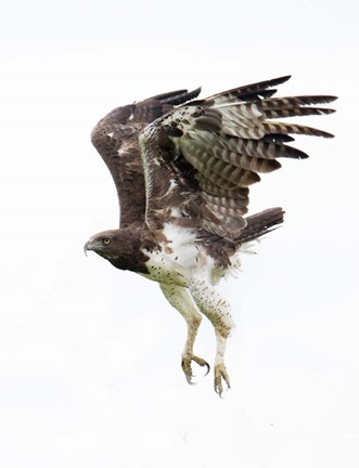 Framed Martial Eagle, Ndutu, Ngorongoro Conservation Area, Tanzania Print