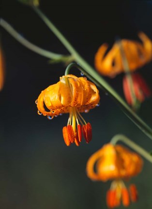Framed Columbia Lily Flower Blossoms Print