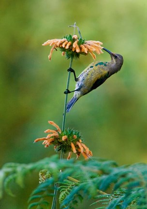 Framed Malachite Sunbird, Usambara Mountains, Tanzania Print