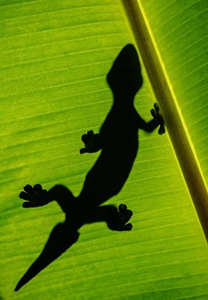 Framed Leopard Gecko, Tortuguero, Costa Rica Print