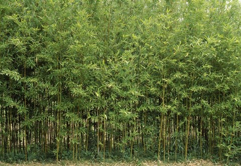 Framed Bamboo Trees in a Forest, Fukuoka, Kyushu, Japan Print