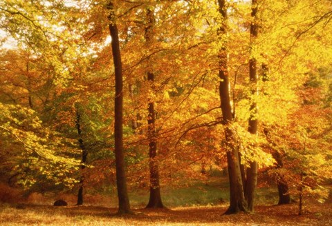 Framed Autumn Trees, Cumbria, England Print