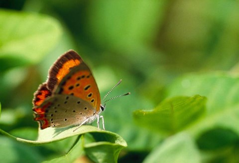 Framed Butterfly on a Leaf Print