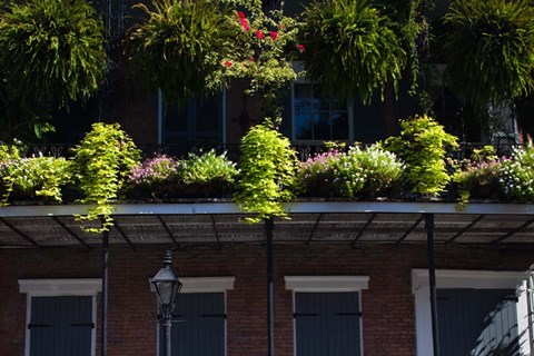 Framed French Quarter, New Orleans, Louisiana Print