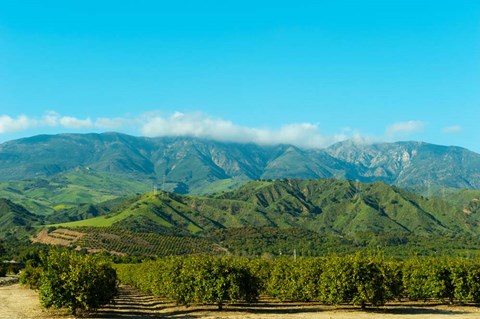 Framed Orange Tree Grove, Santa Paula, Ventura County, California Print