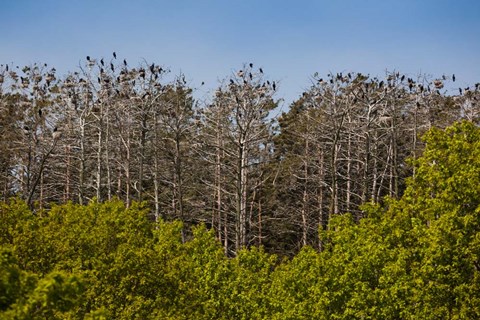 Framed Flock of Cormorant Birds, Lithuania Print