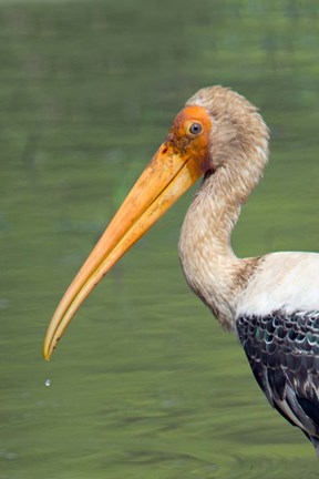 Framed Painted Stork, Bandhavgarh National Park, India Print