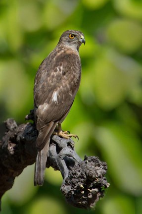 Framed Common Buzzard, Bandhavgarh National Park, Madhya Pradesh, India Print